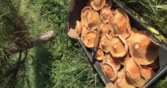 champignons
