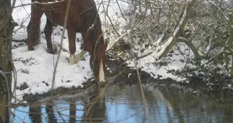 cheval