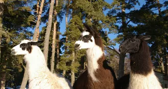 Les lamas de la Toison d'Or