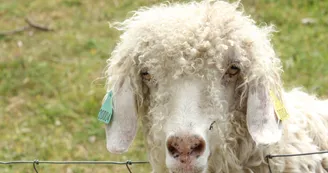 La Toison d'Or - Chèvre angora