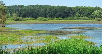 Lac de la Vingeanne