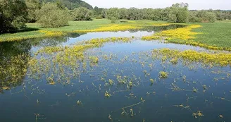 Lac de la Vingeanne