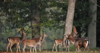 Parc aux daims
