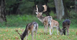 Parc aux daims