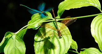 Demoiselles