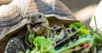 Nourrisage des tortues