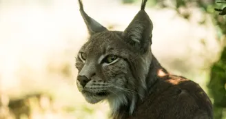 lynx