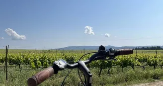 Location de vélo