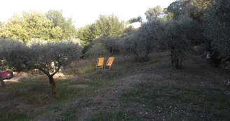 Oliveraie