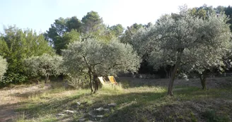 Oliveraie