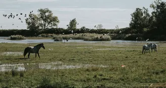 Chevaux dans le marais