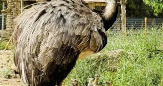 Parc Animalier - L'Arche de Méo_Mollégès