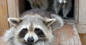 Parc Animalier - L'Arche de Méo_Mollégès