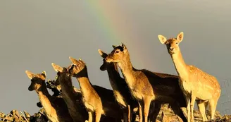 Parc Animalier - L'Arche de Méo_Mollégès