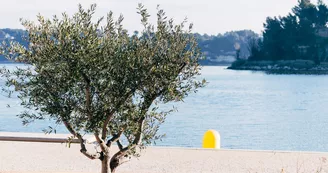 Etang de l'Olivier Etang de l'Olivier