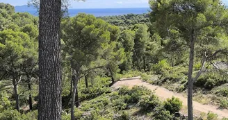 En route pour La Ciotat en forêt