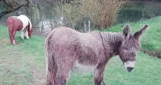 Ferme pédagogique Terr'Happy - Rochechouart Ferme pédagogique Terr'Happy - Rochechouart