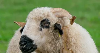 Ferme pédagogique Terr'Happy - Rochechouart Ferme pédagogique Terr'Happy - Rochechouart