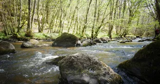 Forêt d'Épagne à Sauviat-sur-Vige le long de la Vige en Limousin Forêt d'Épagne à Sauviat-sur-Vige le long de la Vige en Limousin