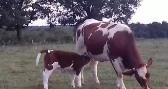 veau avec sa maman veau avec sa maman
