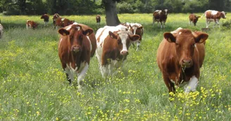 DEG53-Ferme de Bellevue à Châtres DEG53-Ferme de Bellevue à Châtres