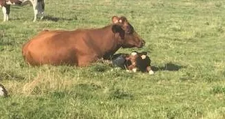 veau avec sa maman veau avec sa maman
