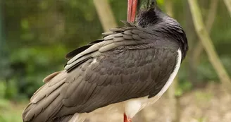 Cigogne-noire