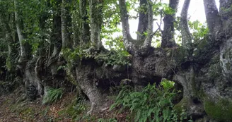 sentier du mont du saule - Le Ribay sentier du mont du saule - Le Ribay