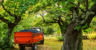 Vignes et châtaigniers se côtoient