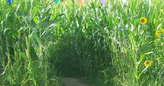 © LABYRINTHE LA CLE DES CHAMPS © LABYRINTHE LA CLE DES CHAMPS
