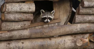 ©Parc animalier d'Ecouves ©Parc animalier d'Ecouves
