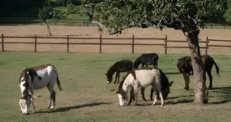 Equus Asinus