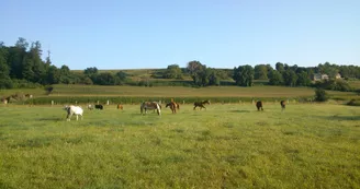 poneys poneys
