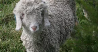 Chèvre angora Chèvre angora