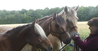Equi Synergie Equi Synergie
