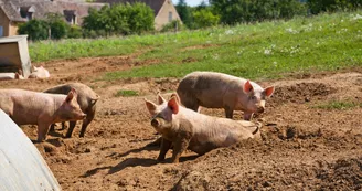 DEG72-ferme-coubrier-5 DEG72-ferme-coubrier-5