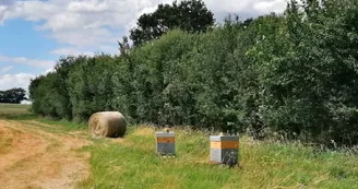 Vallée de la Sarthe - Souvigné - L'Apicole de Sophie Vallée de la Sarthe - Souvigné - L'Apicole de Sophie