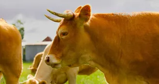 vache-allherbe-brun-v2ab vache-allherbe-brun-v2ab