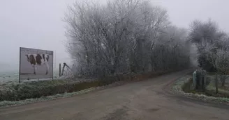 Piacé le Radieux - La vache Piacé le Radieux - La vache