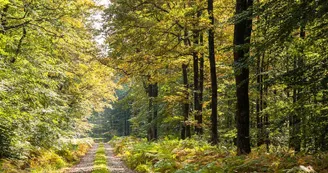 foret-de-berce-sarthe-chemin foret-de-berce-sarthe-chemin