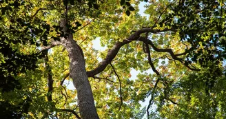 foret-de-berce-sarthe foret-de-berce-sarthe