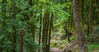 Forêt domaniale de Sillé Forêt domaniale de Sillé