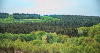 Forêt domaniale de Sillé Forêt domaniale de Sillé