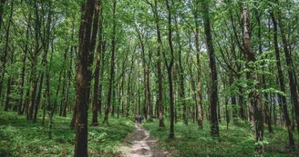 Forêt domaniale de Sillé Forêt domaniale de Sillé
