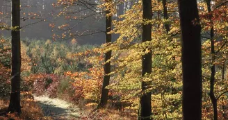 Forêt de Perseigne Forêt de Perseigne