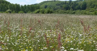 Prairie Prairie