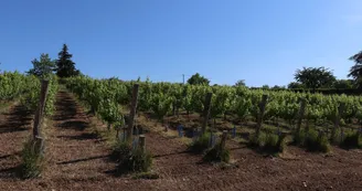 Vignes au Coteau des Vignes à Fresnay-sur-Sarthe Vignes au Coteau des Vignes à Fresnay-sur-Sarthe