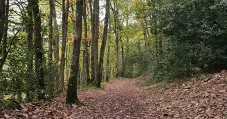 Sentier forestier Sentier forestier