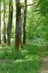 Forêt de Marcenat
