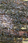 Domaine les ruchers des bois